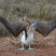 Blue-footed Booby